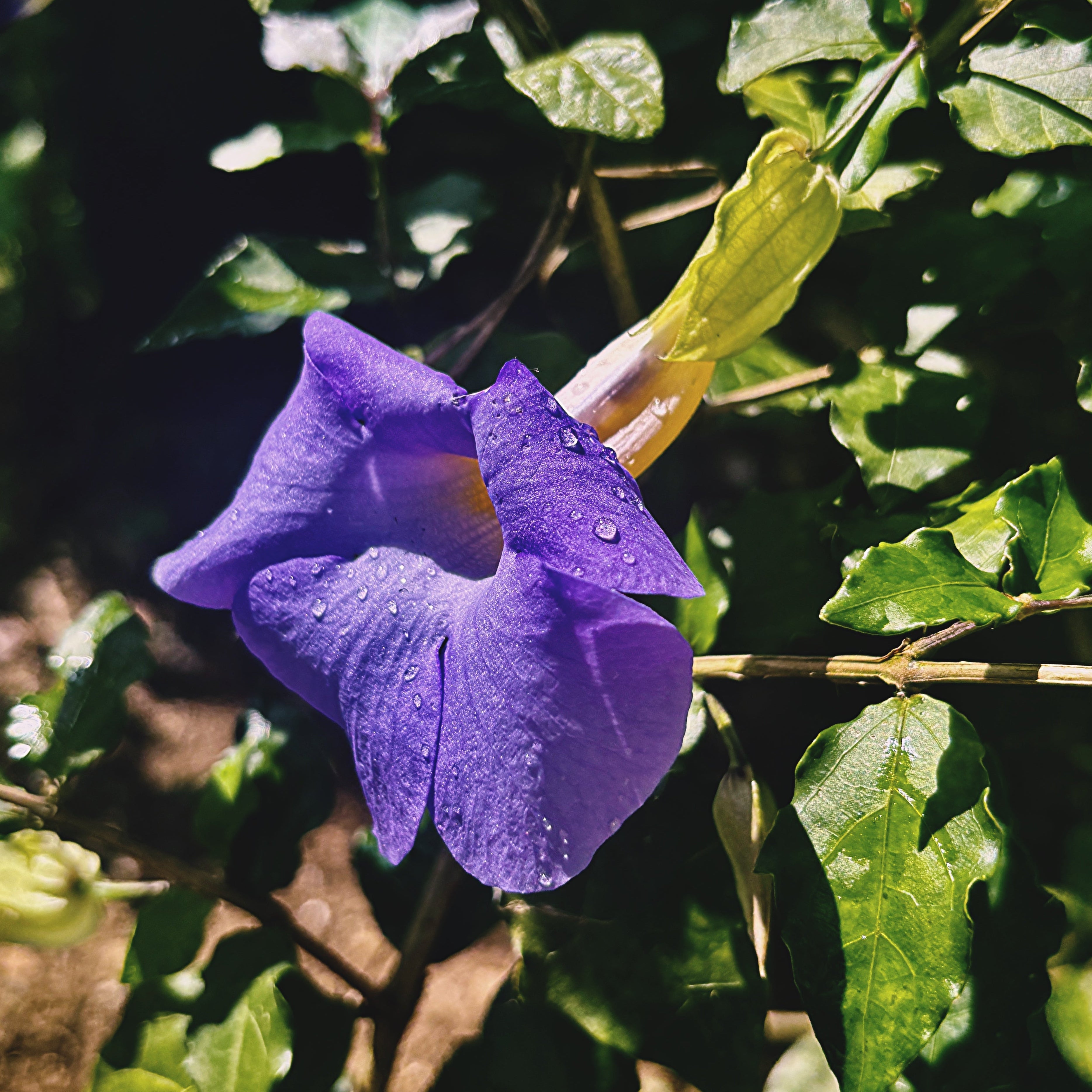 A Study in Purple