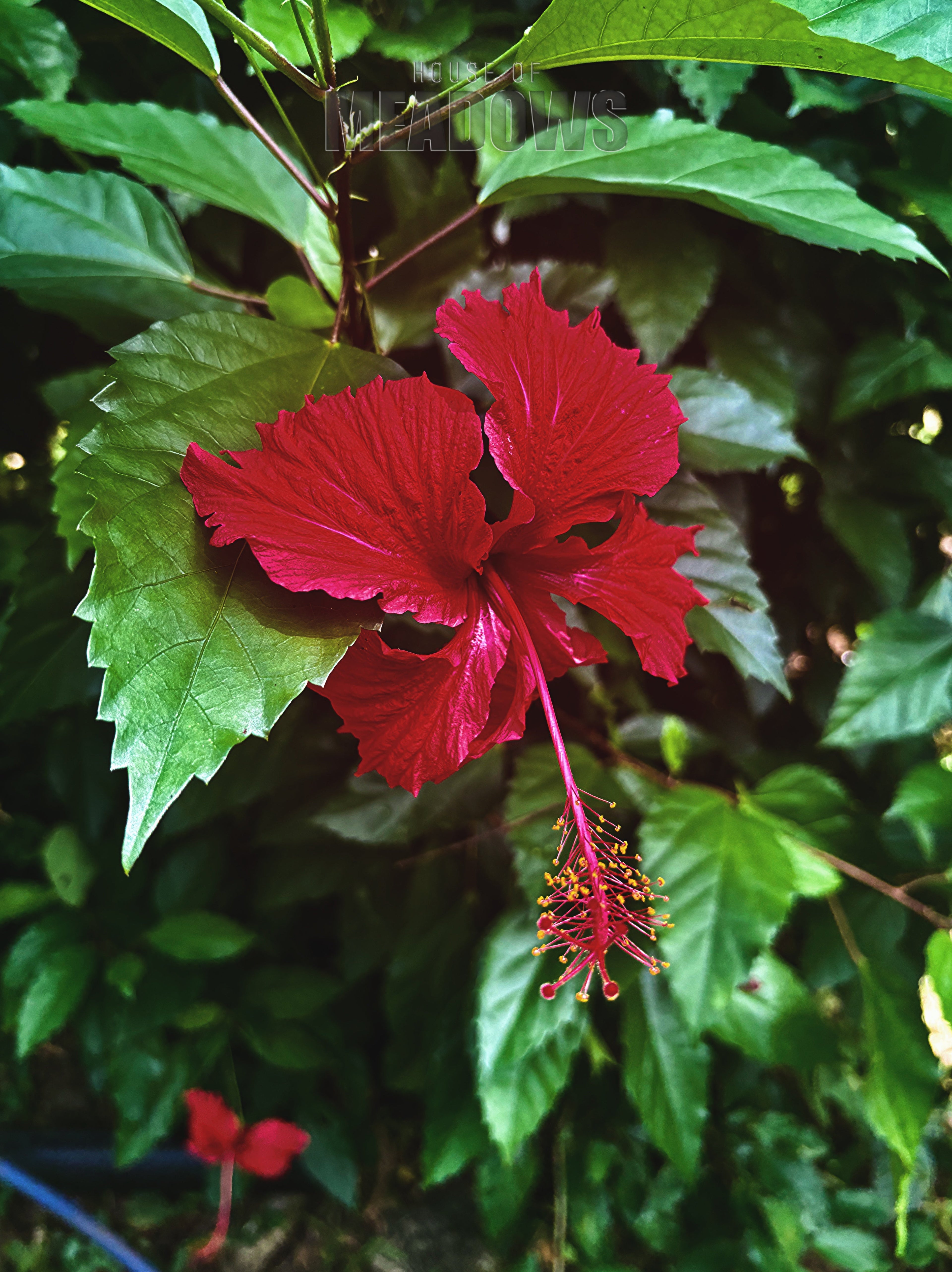 A Study in Red