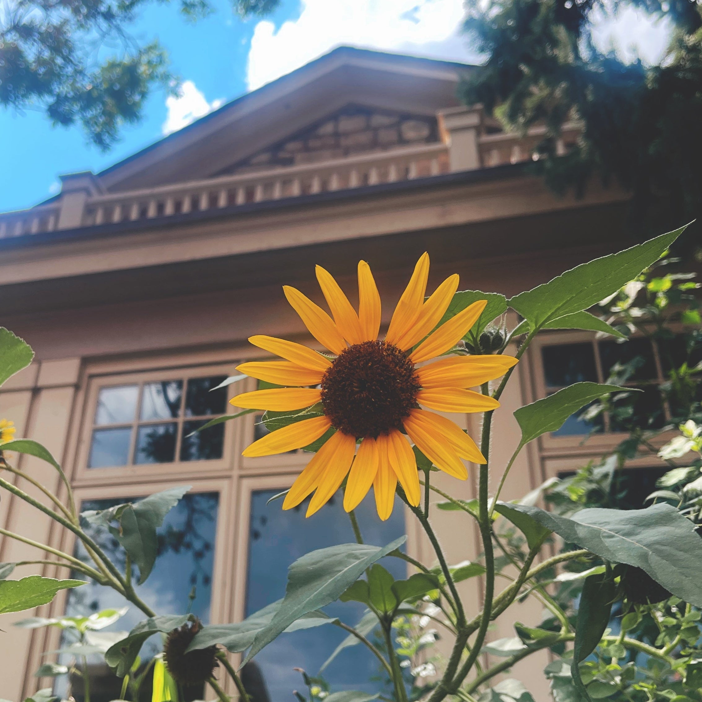A Study in Yellow