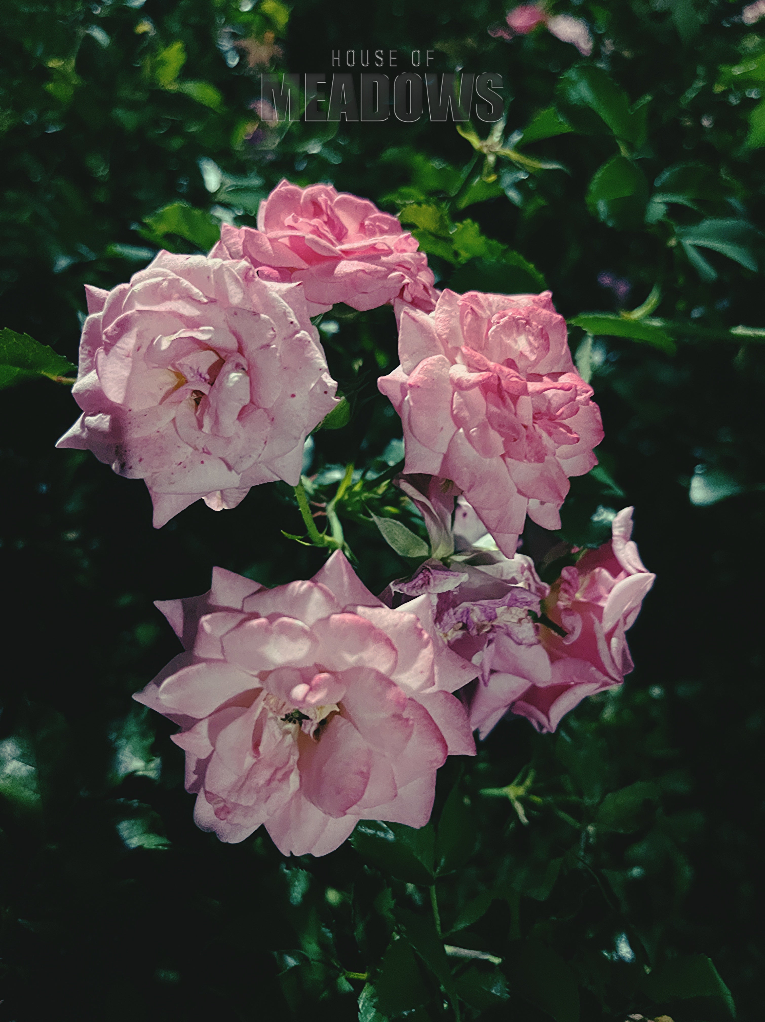 A Study in Pink