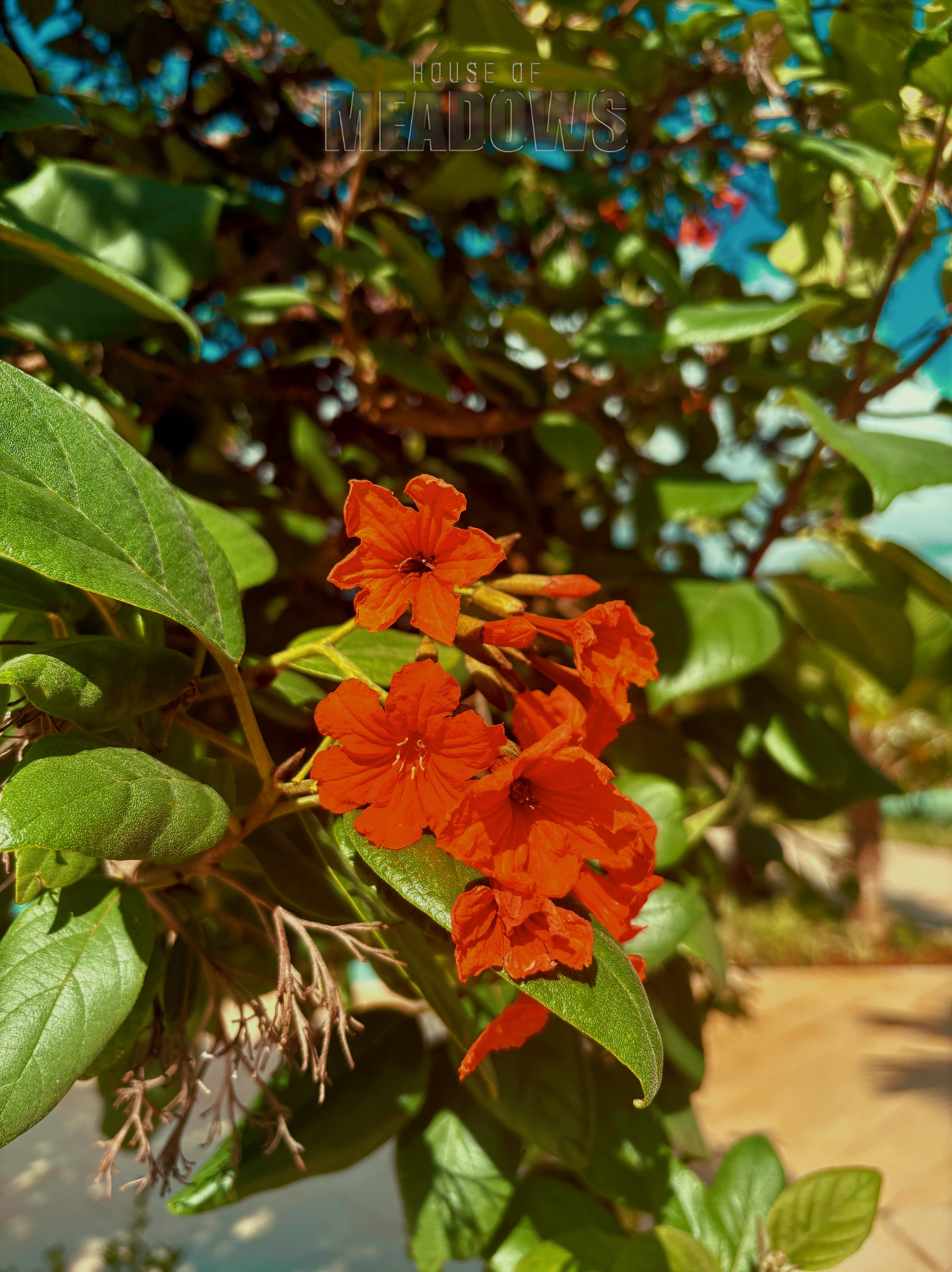 A Study in Orange