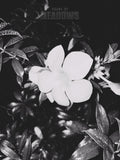 Wet Hot Nights II (Shadow) | Botanical Print Digital Download
