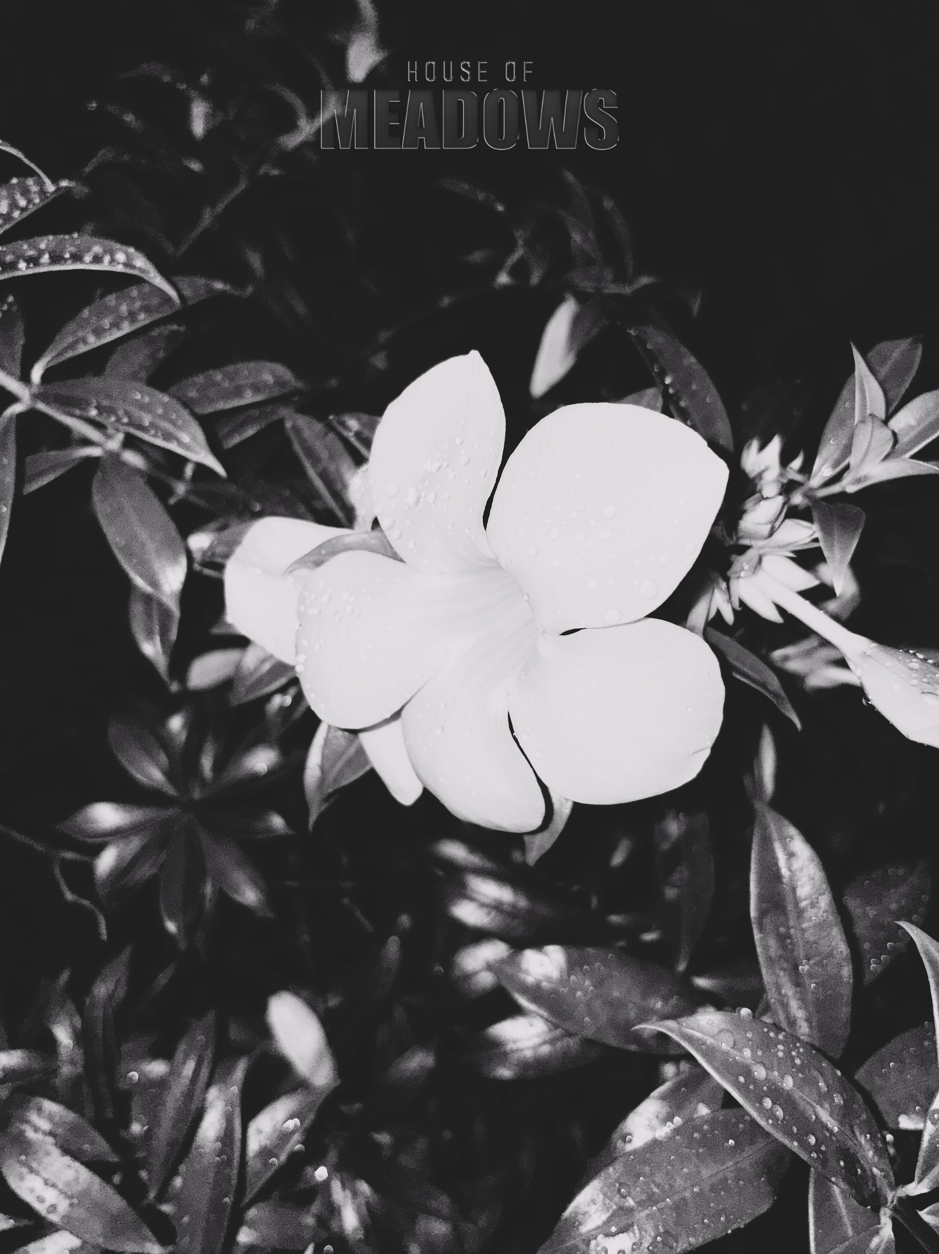 Wet Hot Nights II (Shadow) | Botanical Print Digital Download
