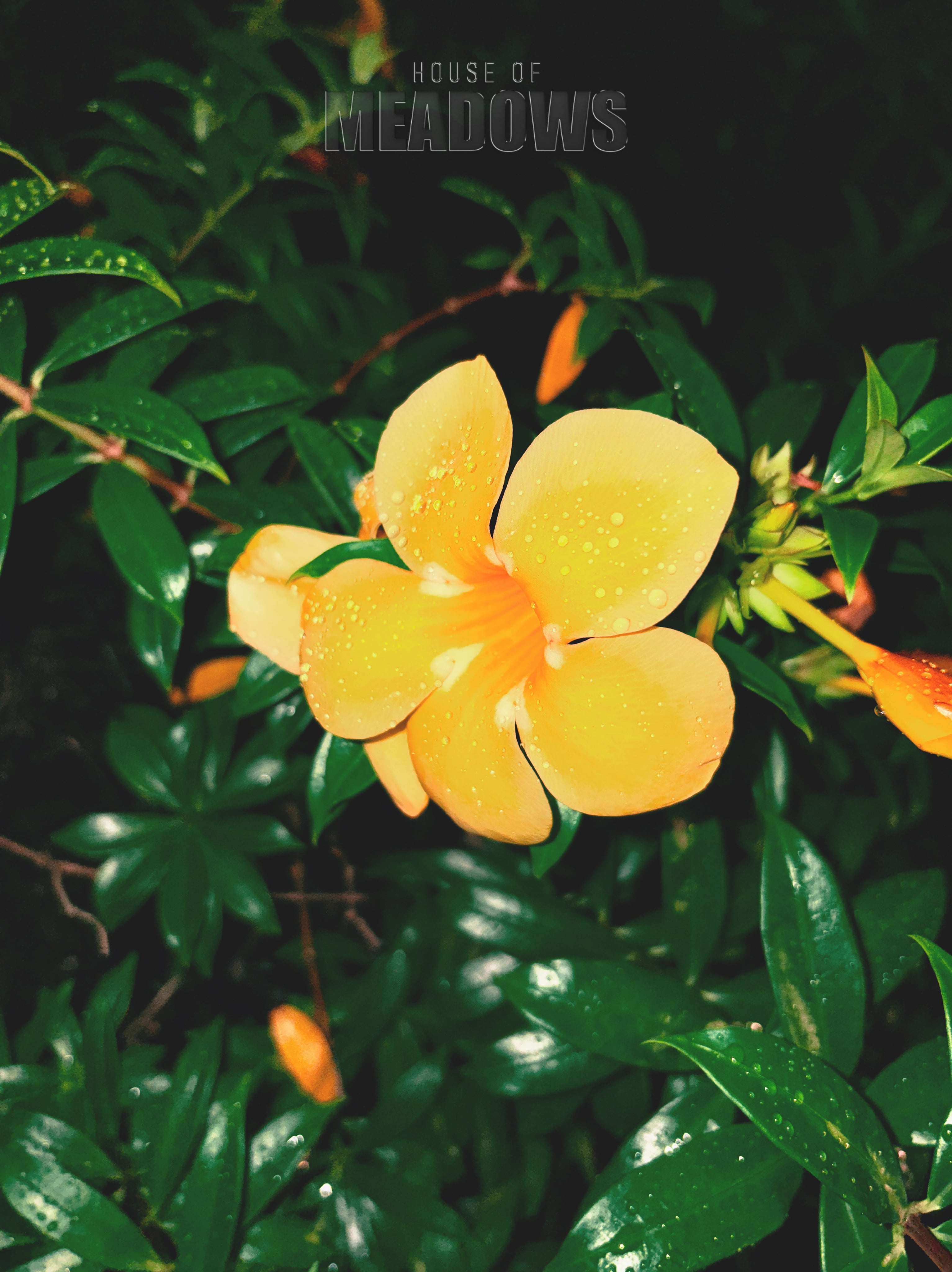 Wet Hot Nights Bundle | Botanical Print Digital Download
