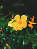 Wet Hot Nights I | Botanical Print Digital Download