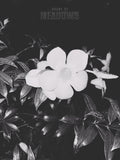 Wet Hot Nights I (Shadow) | Botanical Print Digital Download
