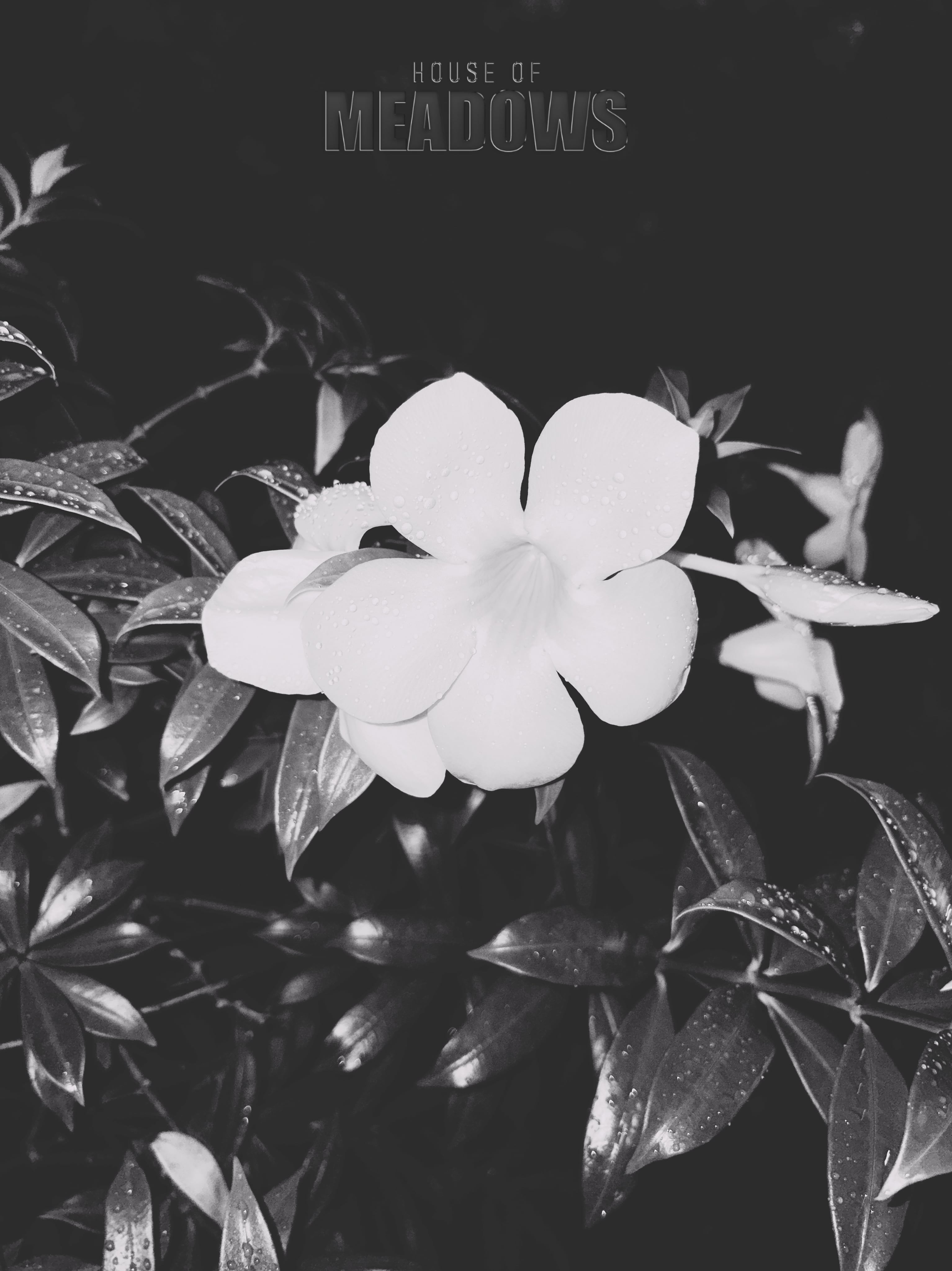 Wet Hot Nights I (Shadow) | Botanical Print Digital Download