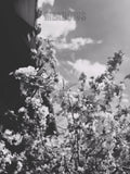 Black and white photo of a flowering plant with a blurred background