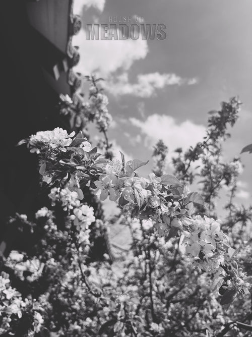 Black and white photo of a flowering plant with a blurred background