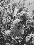 Black and white photo of a flowering plant with a blurred natural background