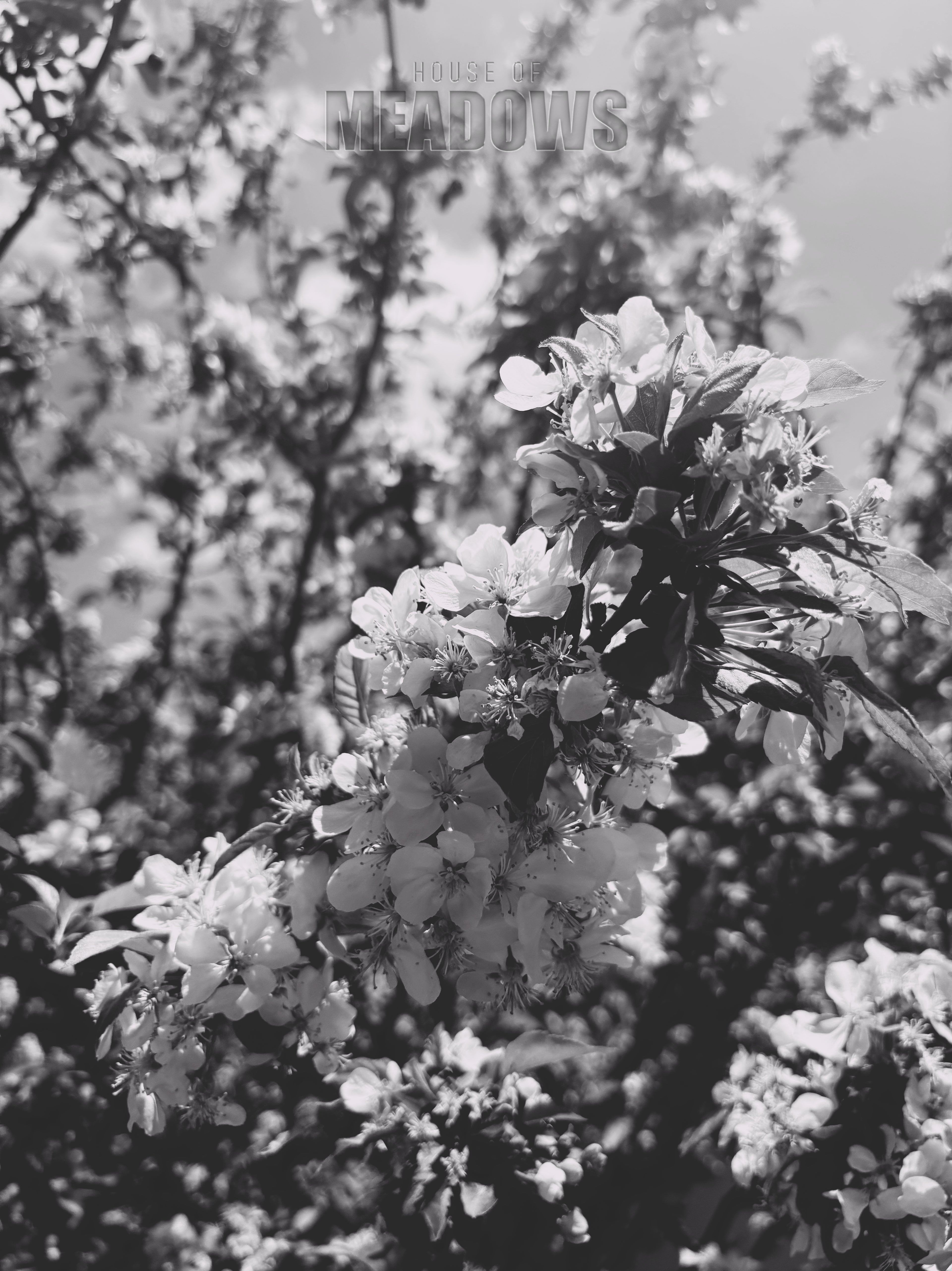 Black and white photo of a flowering plant with a blurred natural background
