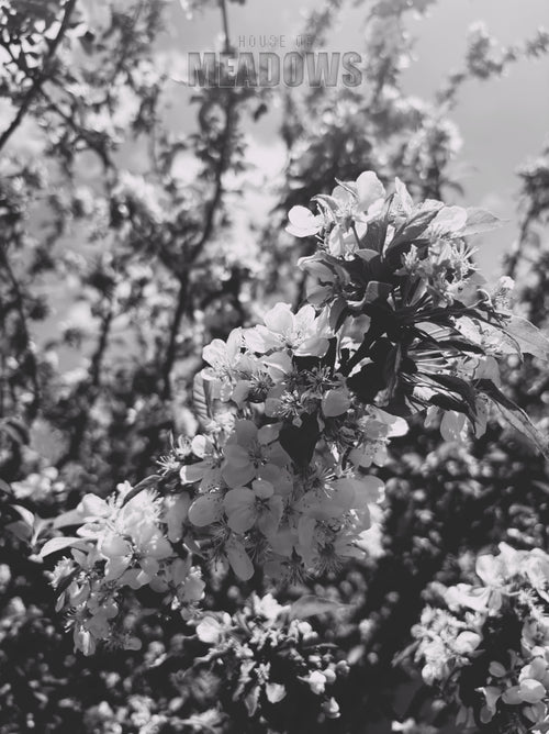 Black and white photo of a flowering plant with a blurred natural background