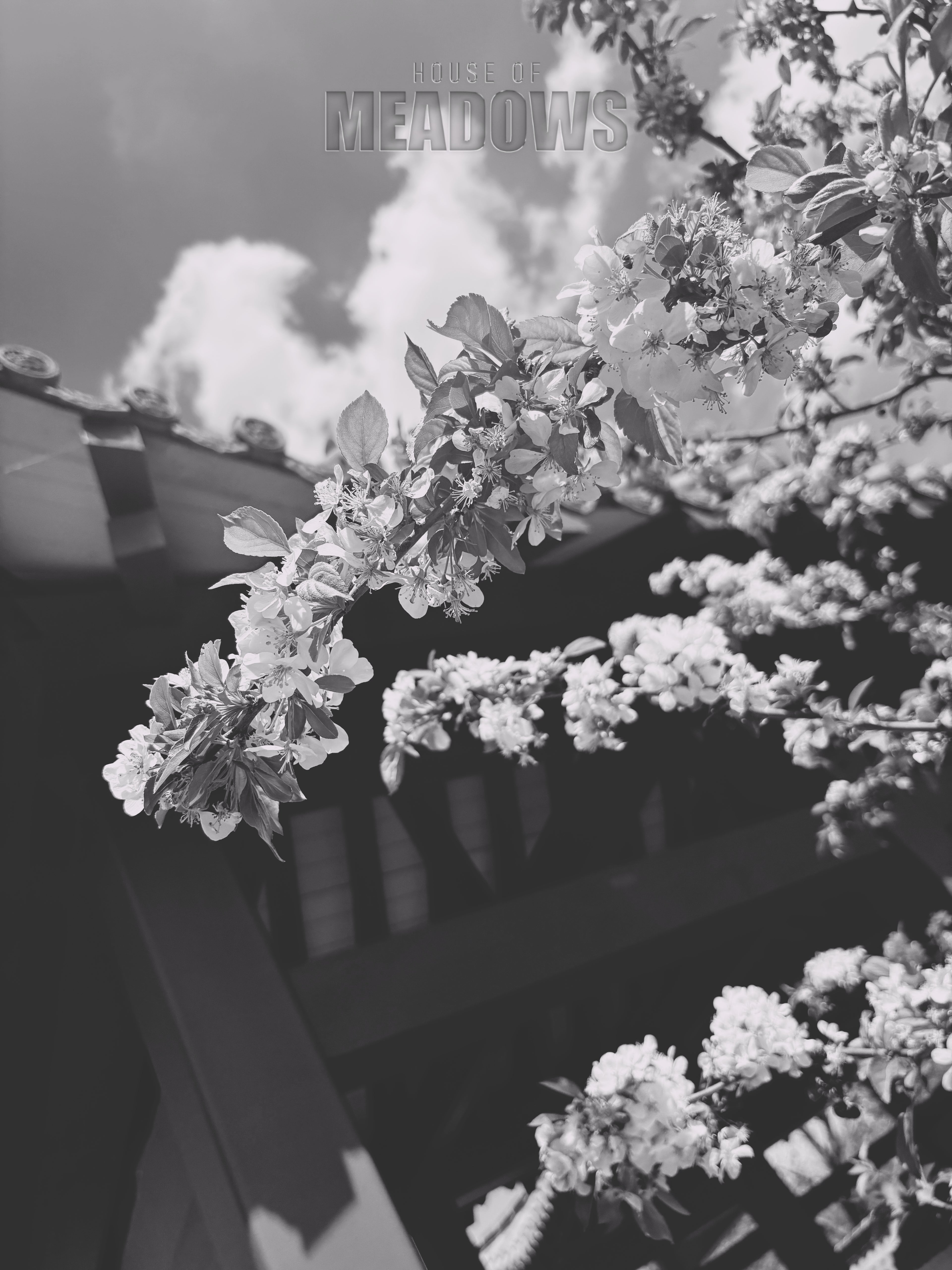 black and white floral  branch with blurred background and 'House of Meadows' text.