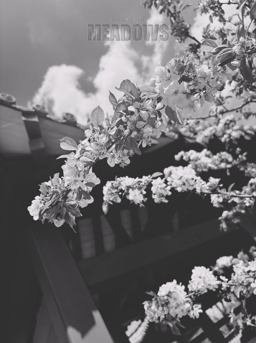 black and white floral  branch with blurred background and 'House of Meadows' text.
