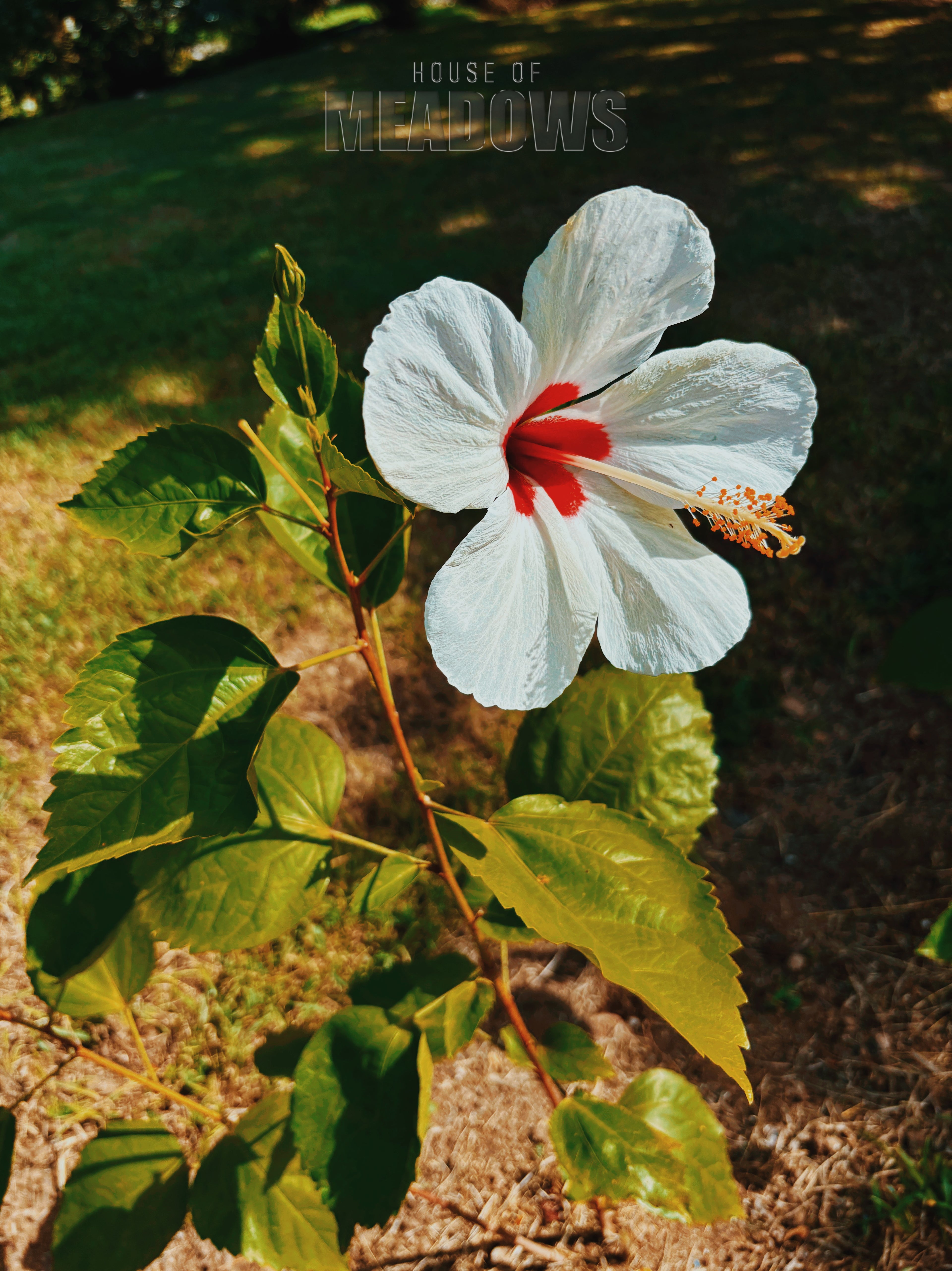 White flower with red center on a branch with green leaves, blurred background