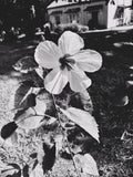 Black and white photo of a single white flower with a blurred background