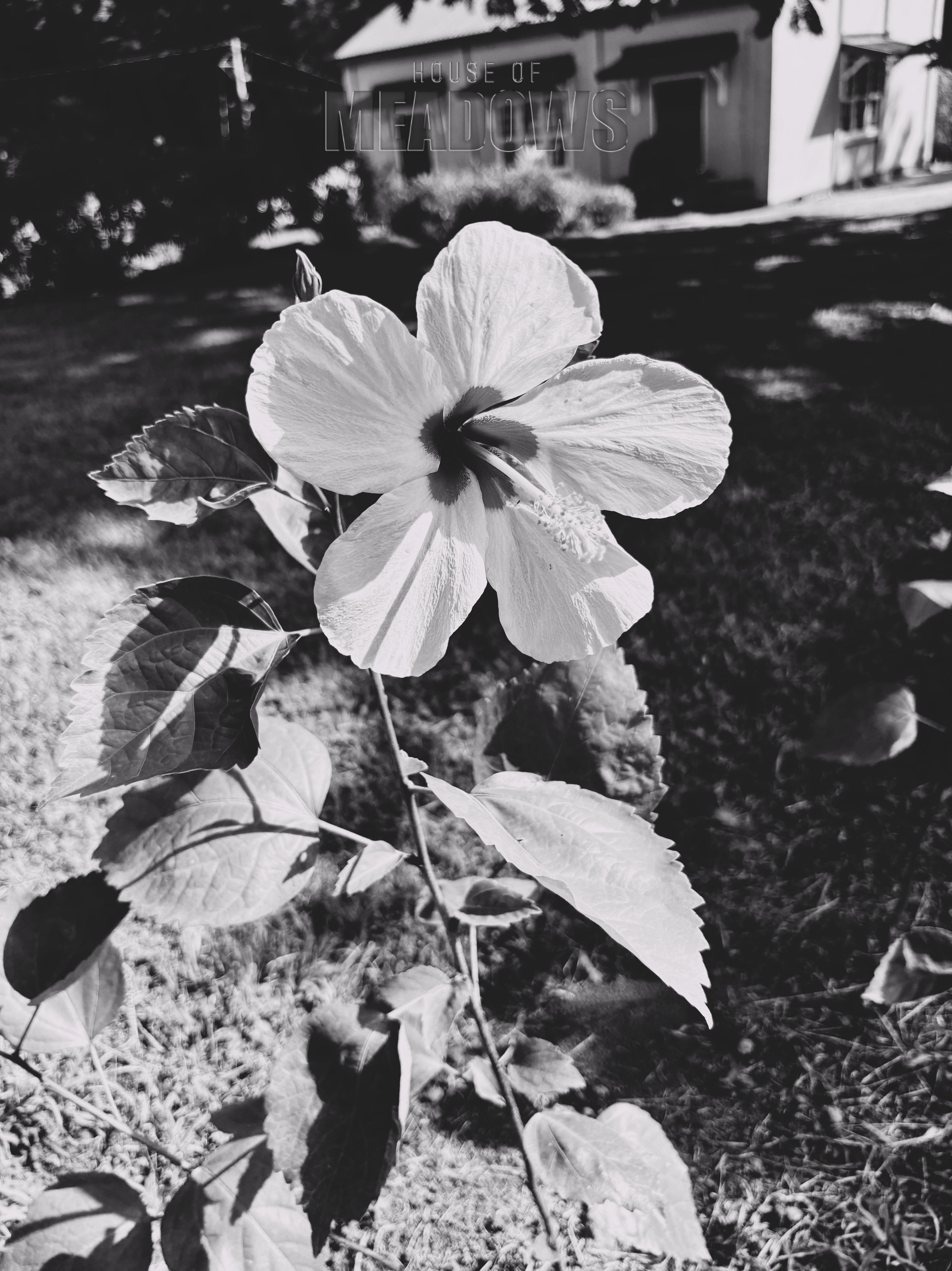 Black and white photo of a single white flower with a blurred background