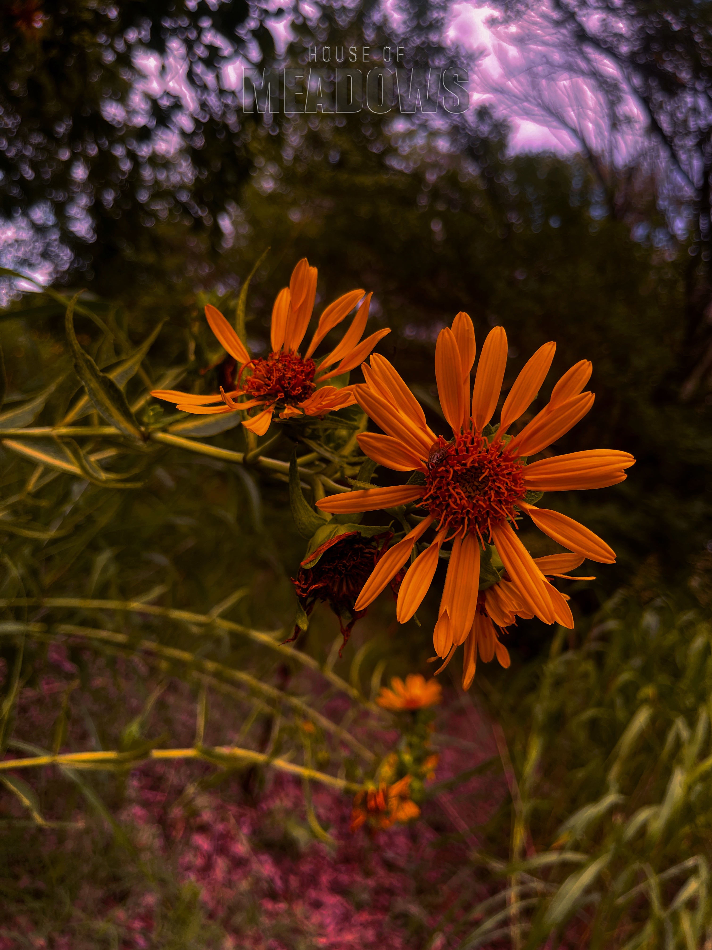 Two orange flowers with a blurred background