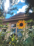 Sunflower in front of a building with 'The Meadows' text