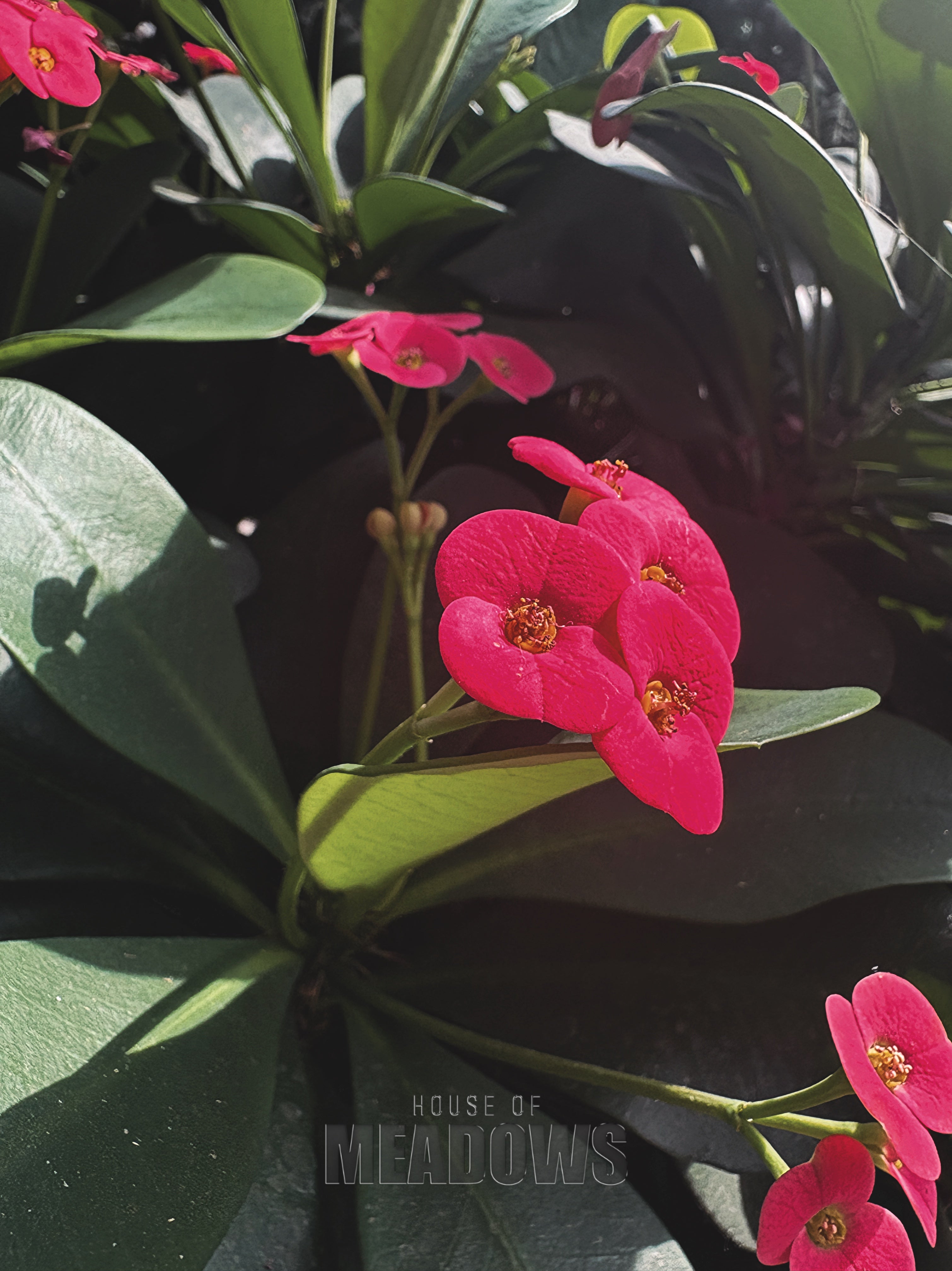 Close-up of pink flowers with green leaves, featuring 'House of Meadows' branding.