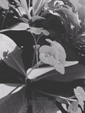 Close-up of a plant with leaves and flowers in black and white.