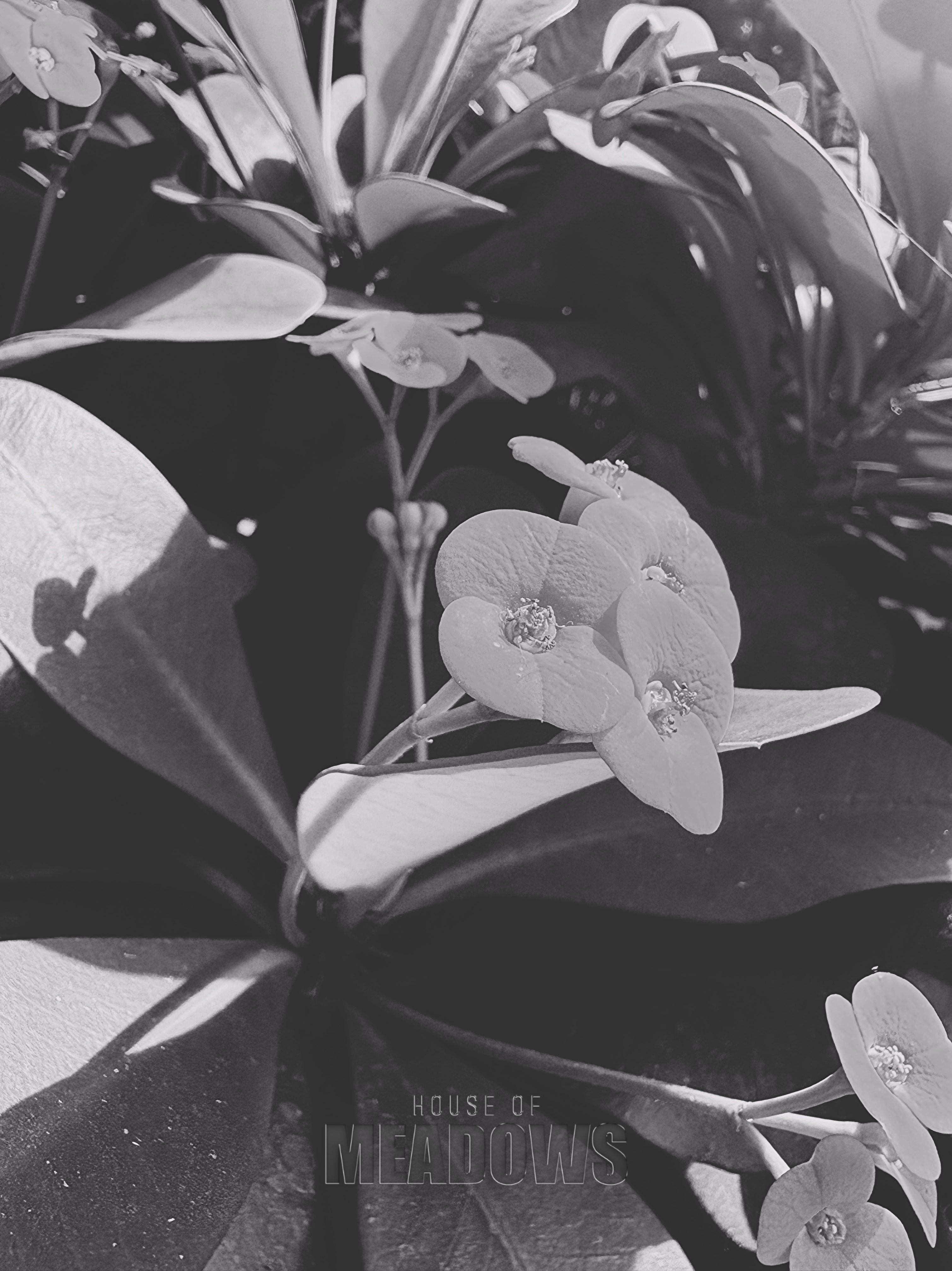 Close-up of a plant with leaves and flowers in black and white.