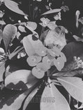 Close-up of a plant with flowers and leaves in black and white.