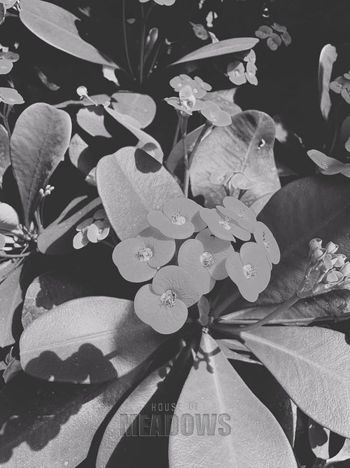 Close-up of a plant with flowers and leaves in black and white.