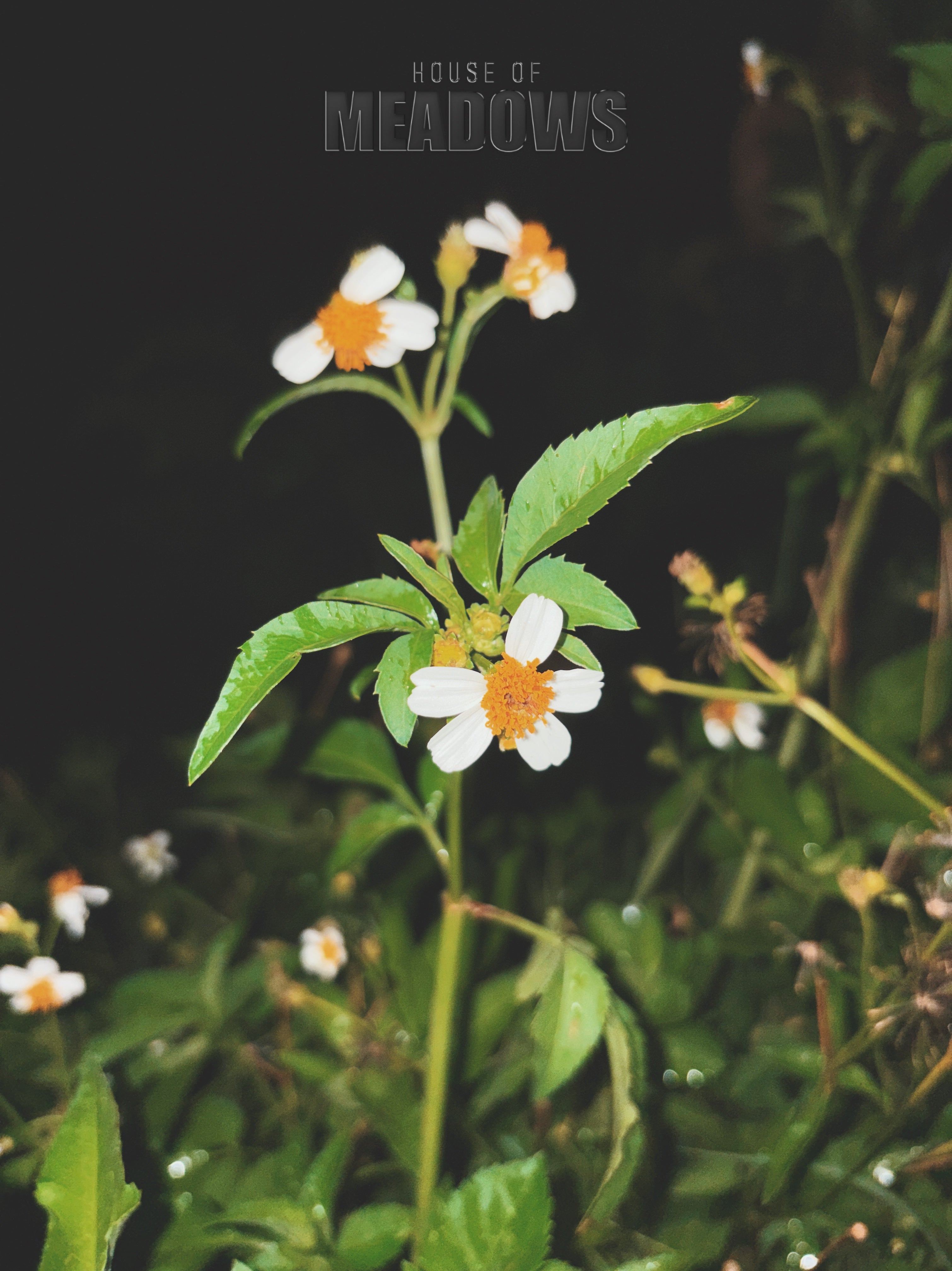White flowers with orange centers on a dark background, featuring 'House of Meadows' text.
