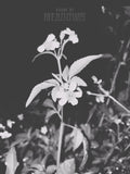 Black and white photo of a plant with flowers against a dark background, featuring 'House of Meadows' text.