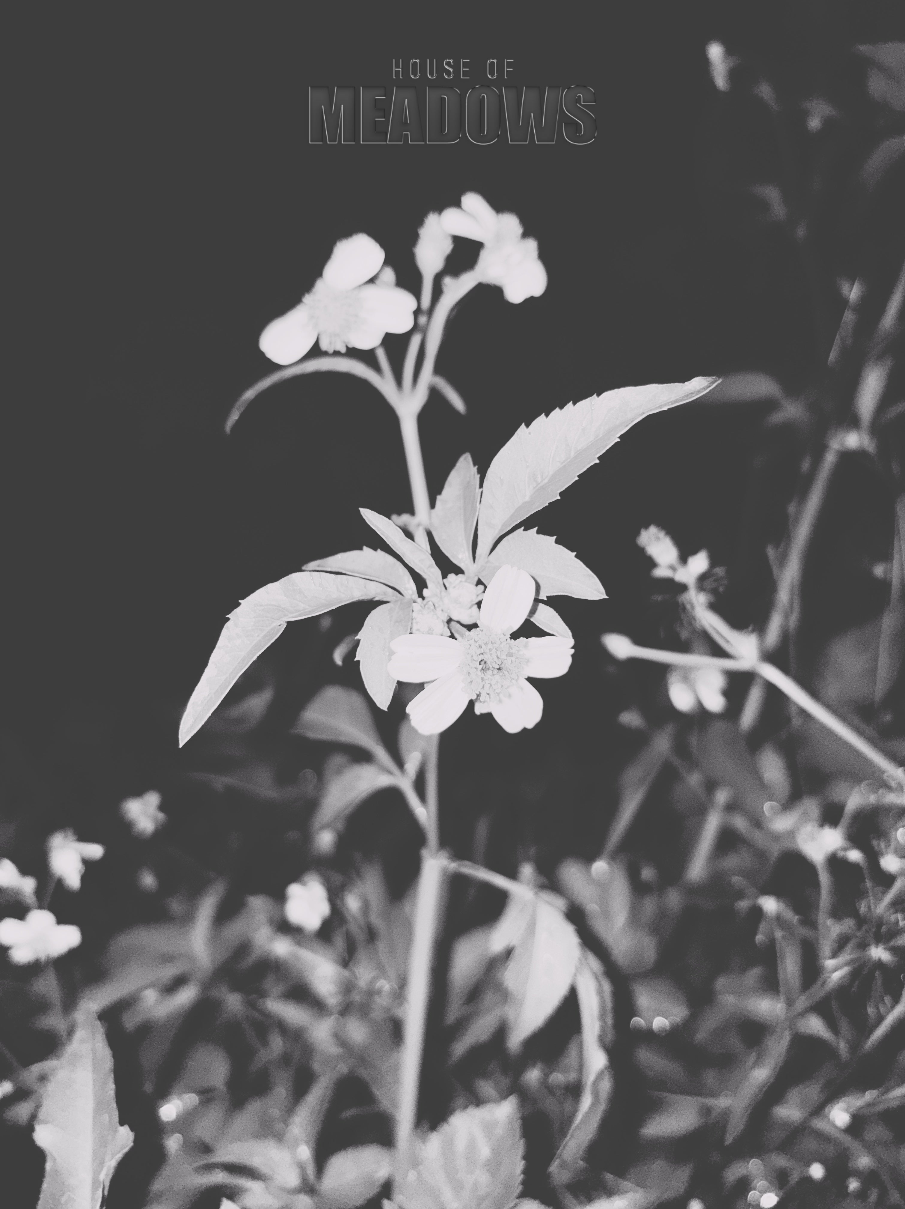 Black and white photo of a plant with flowers against a dark background, featuring 'House of Meadows' text.