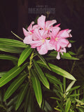 Pink flowers with green leaves on a dark background, featuring 'House of Meadows' text.