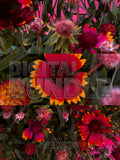 Garden in Heat Bundle | Botanical Print Digital Download