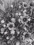 Black and white photo of a cluster of flowers and grass