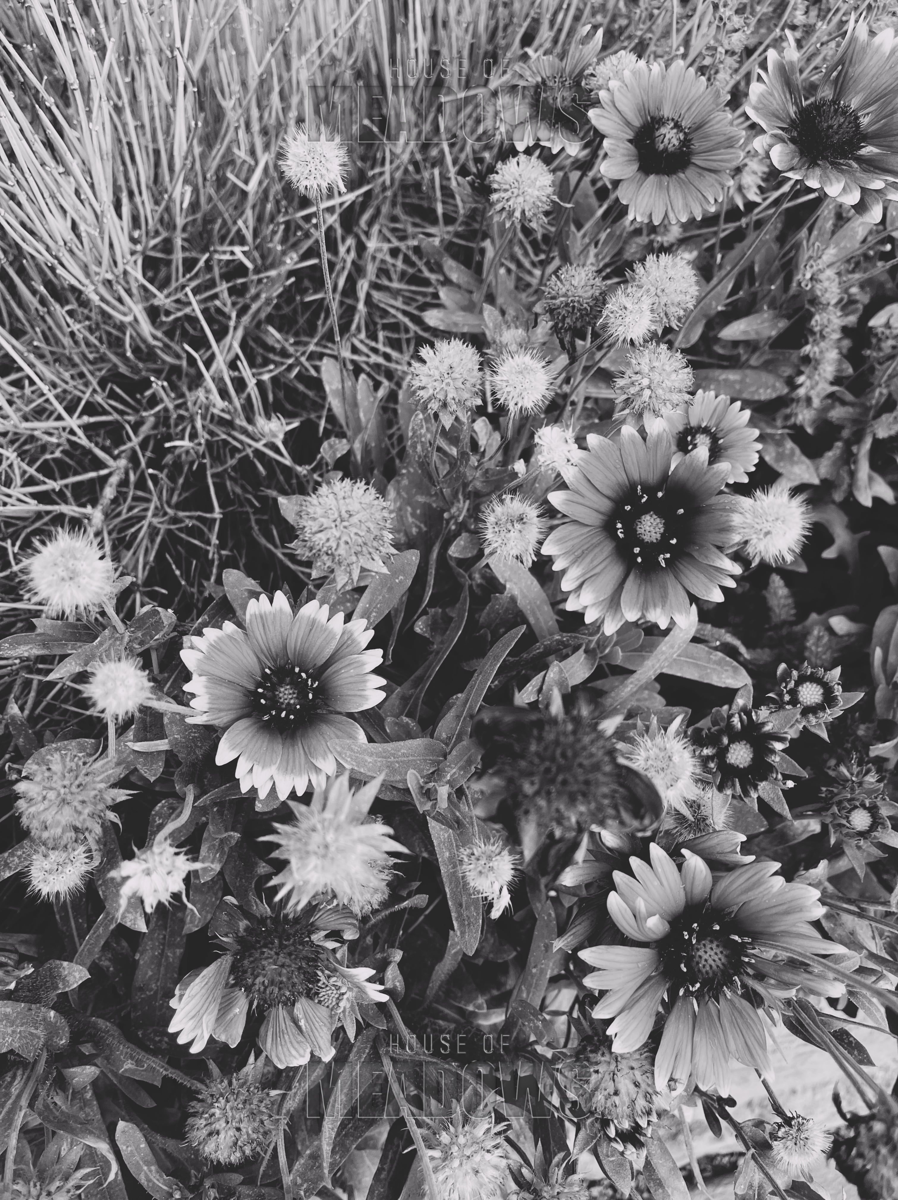 Black and white photo of a cluster of flowers and grass