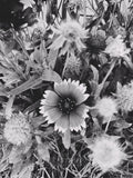 Black and white close-up of a flower with surrounding foliage