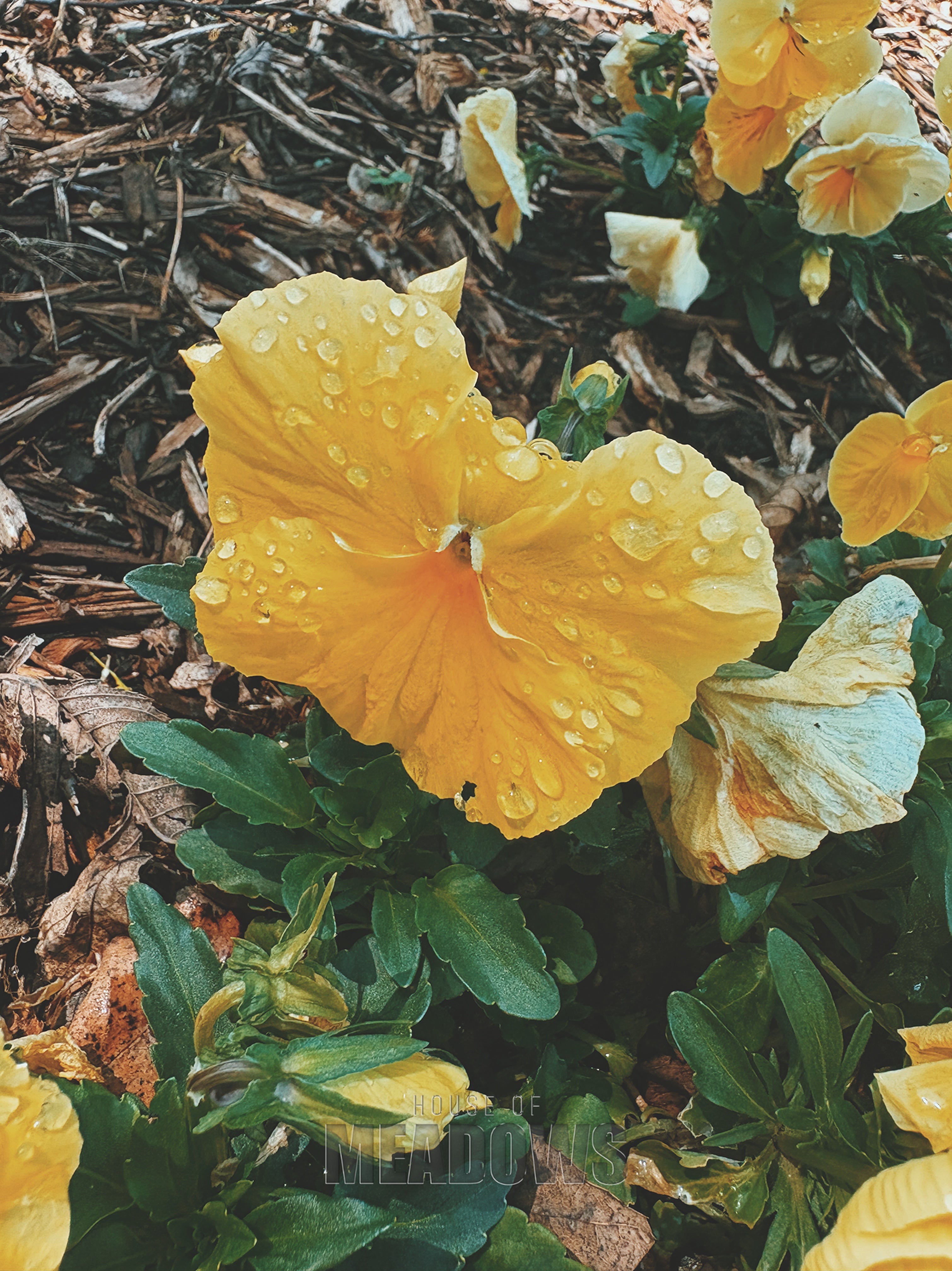 Yellow flowers with water droplets on a mulched ground