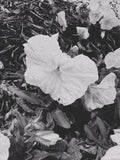 Close-up of a white flower surrounded by green leaves in black and white.