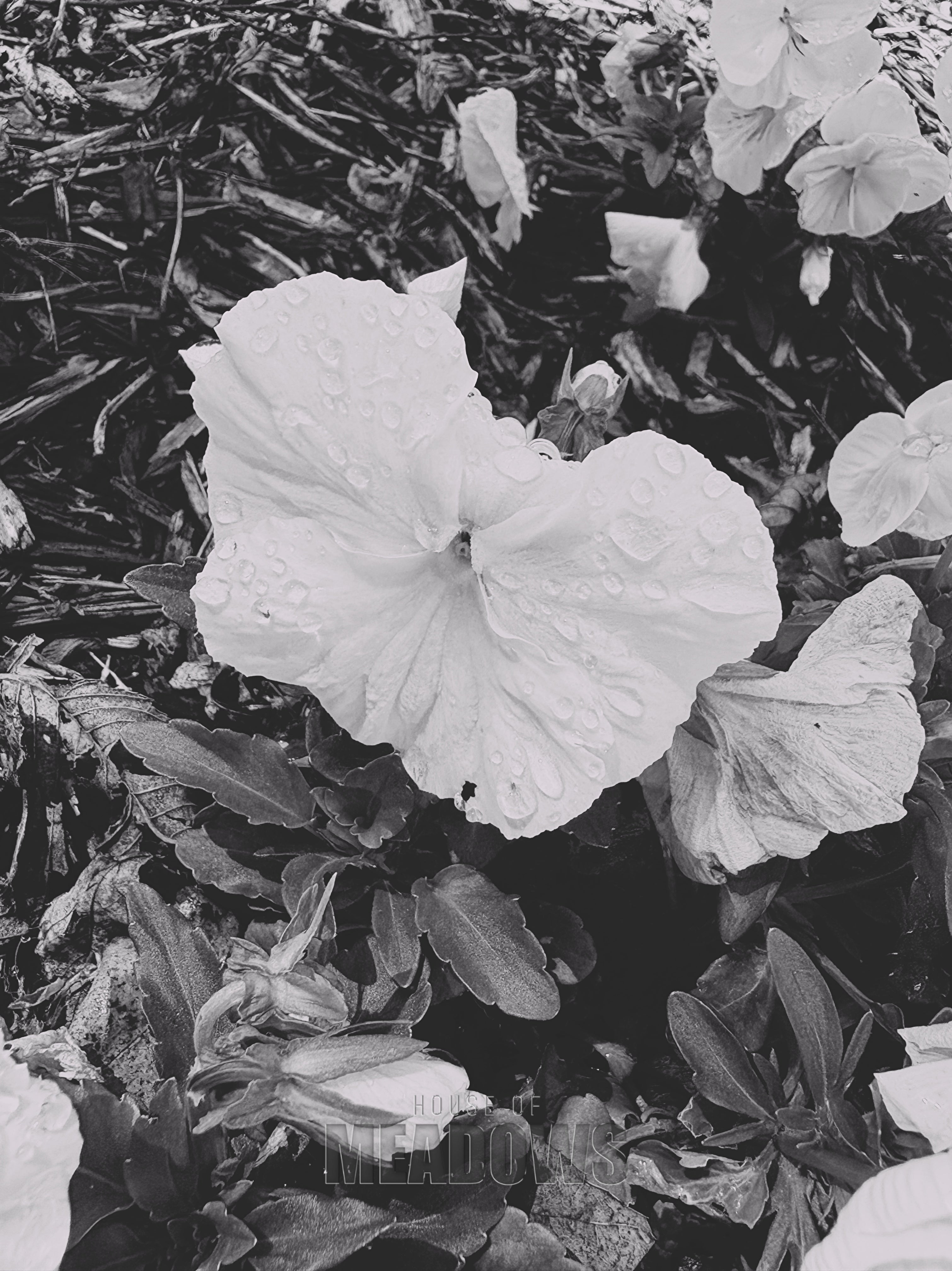 Close-up of a white flower surrounded by green leaves in black and white.