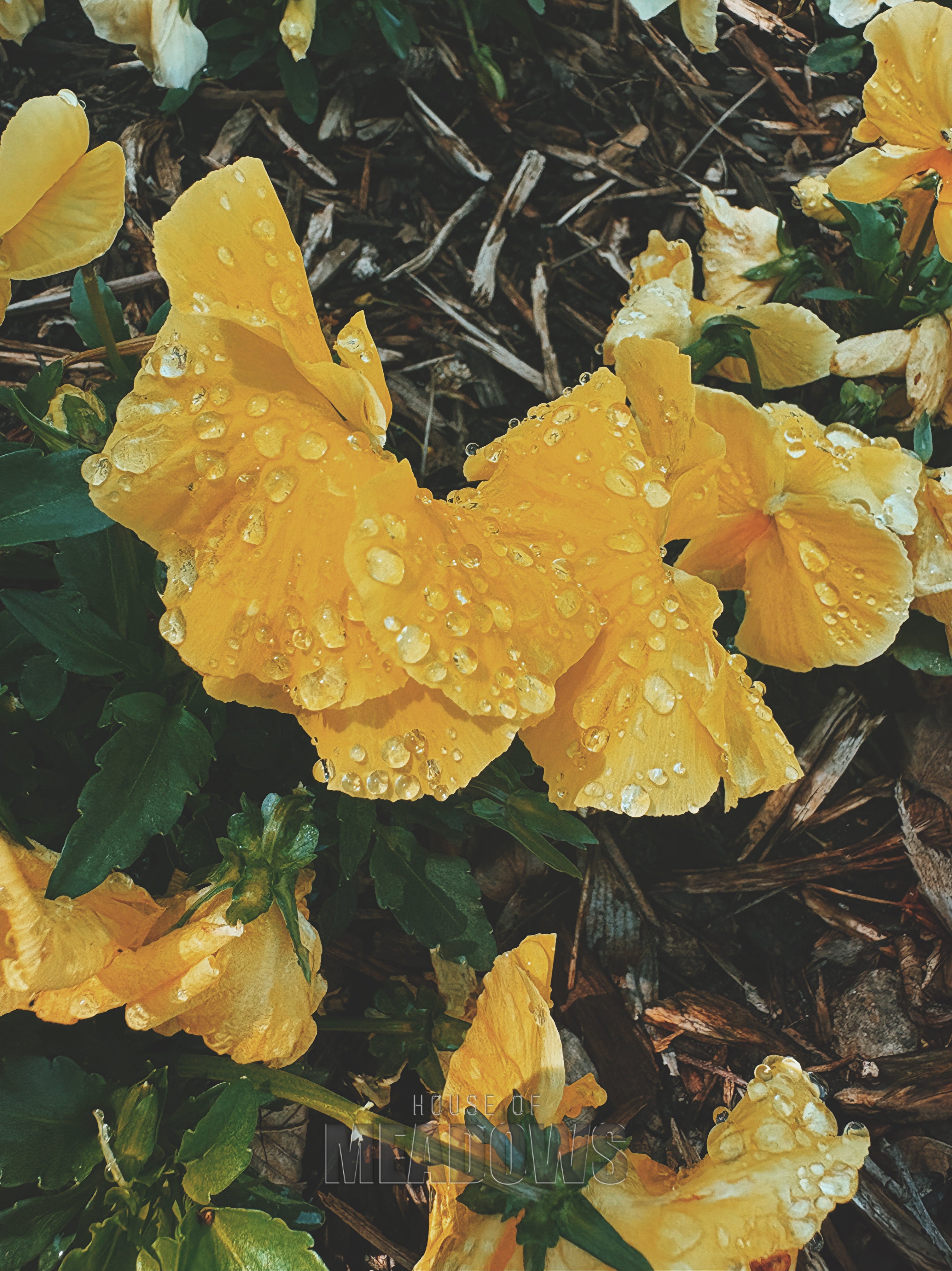 Yellow flowers with water droplets on a natural background