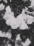 Close-up of white flowers with a blurred background
