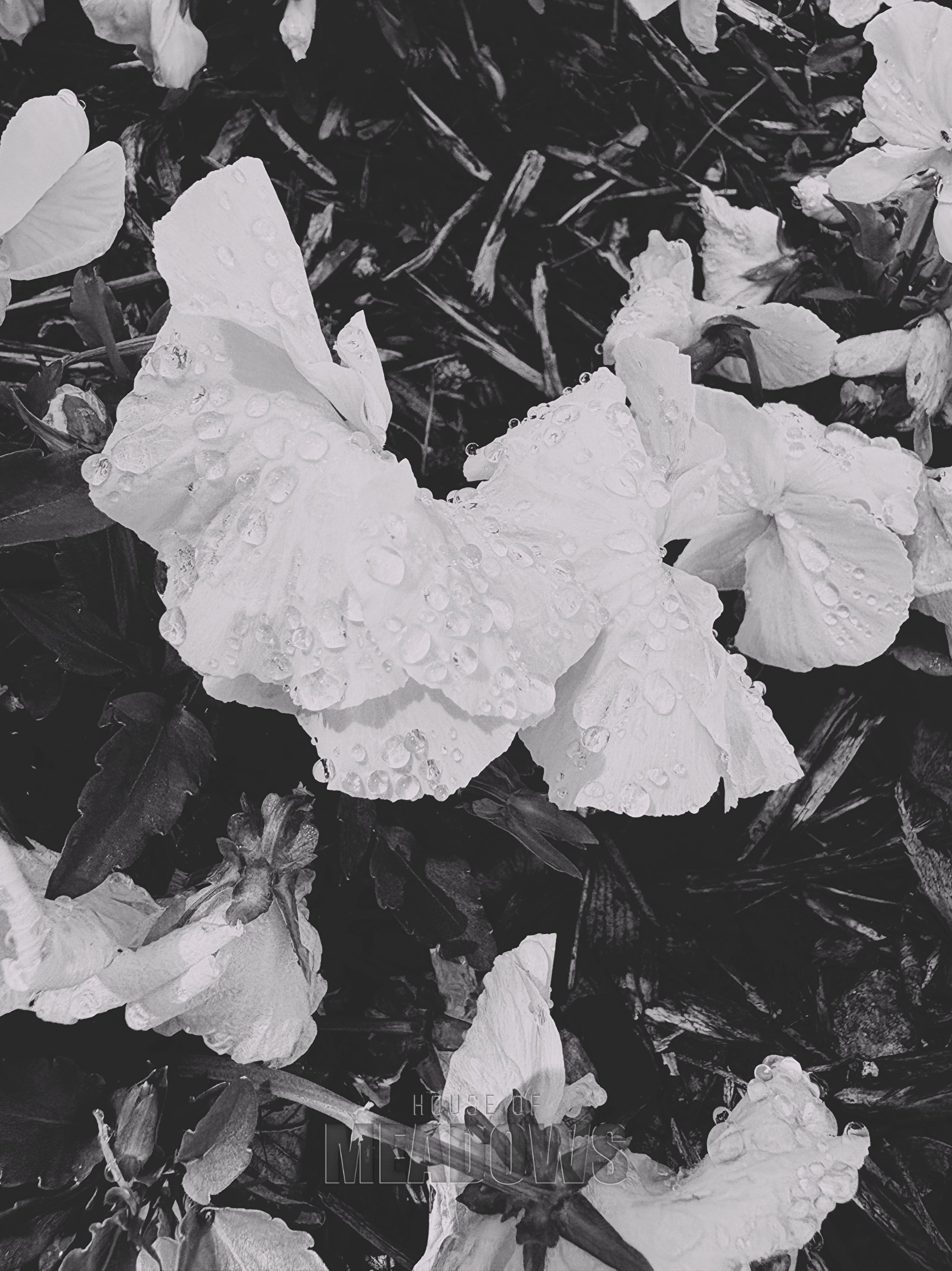 Close-up of white flowers with a blurred background