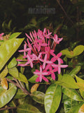 Pink flowers with green leaves on a blurred background