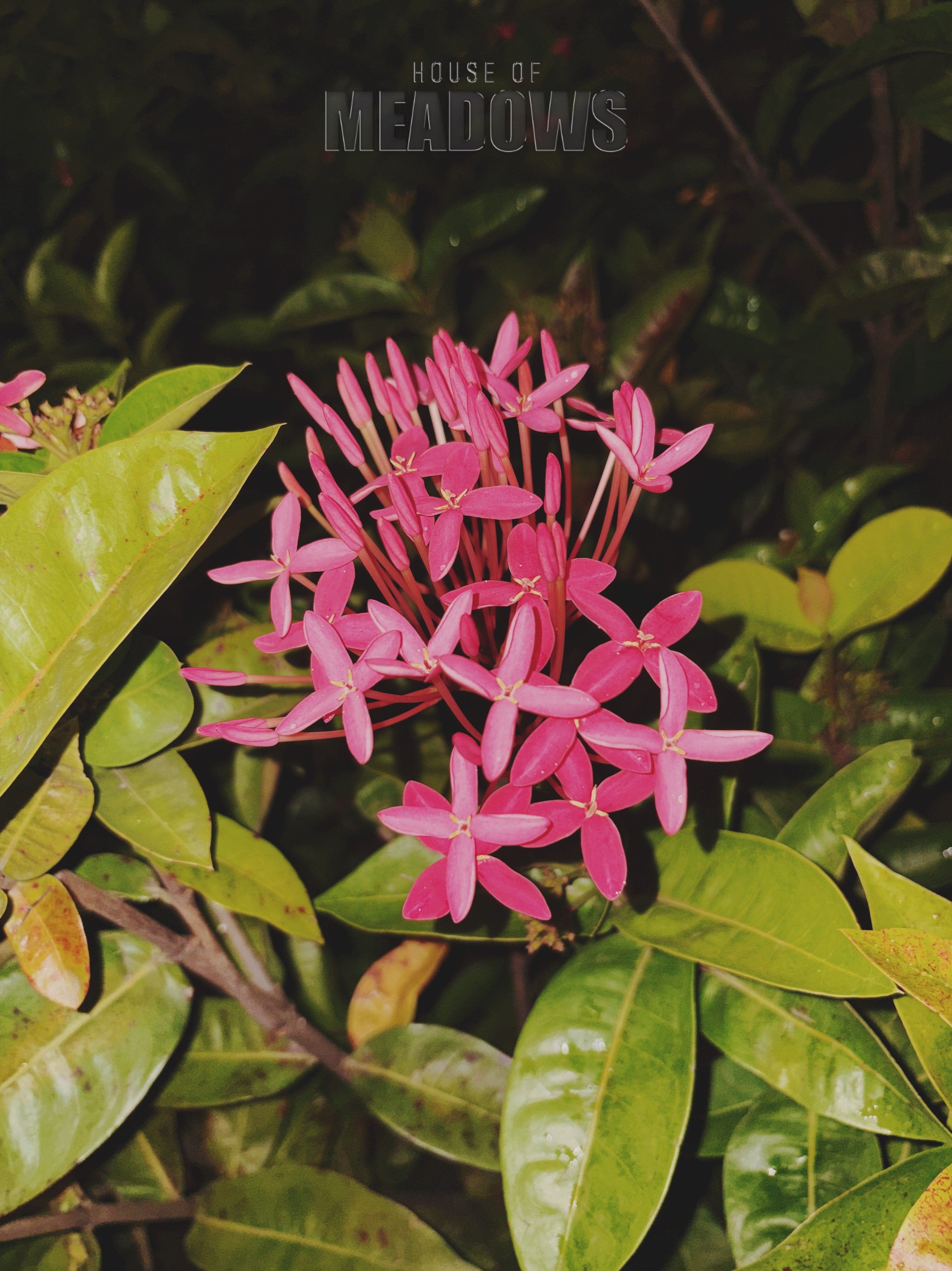 Pink flowers with green leaves on a blurred background