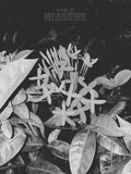 Black and white photo of a plant with 'House of Meadows' text.