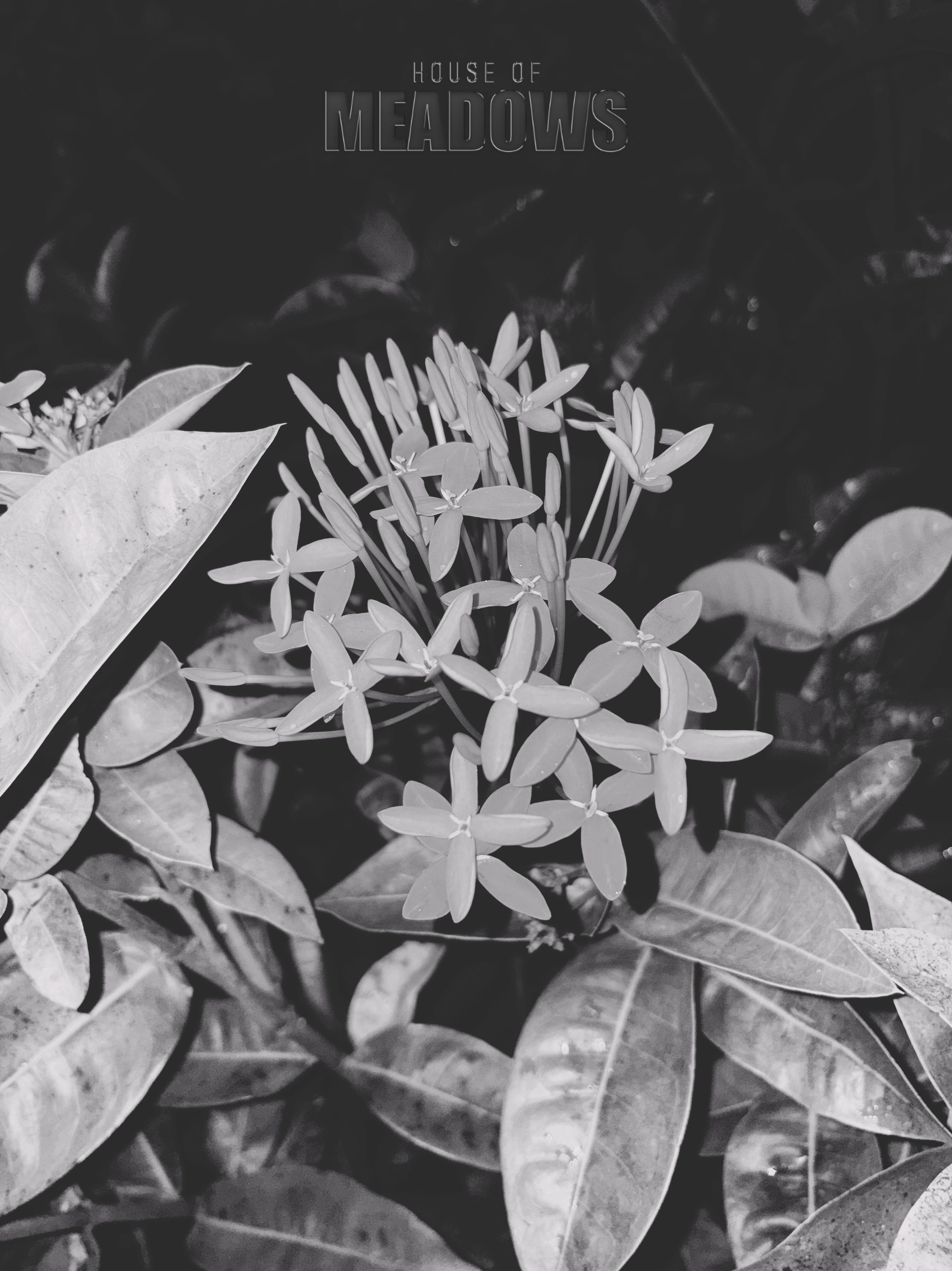 Black and white photo of a plant with 'House of Meadows' text.