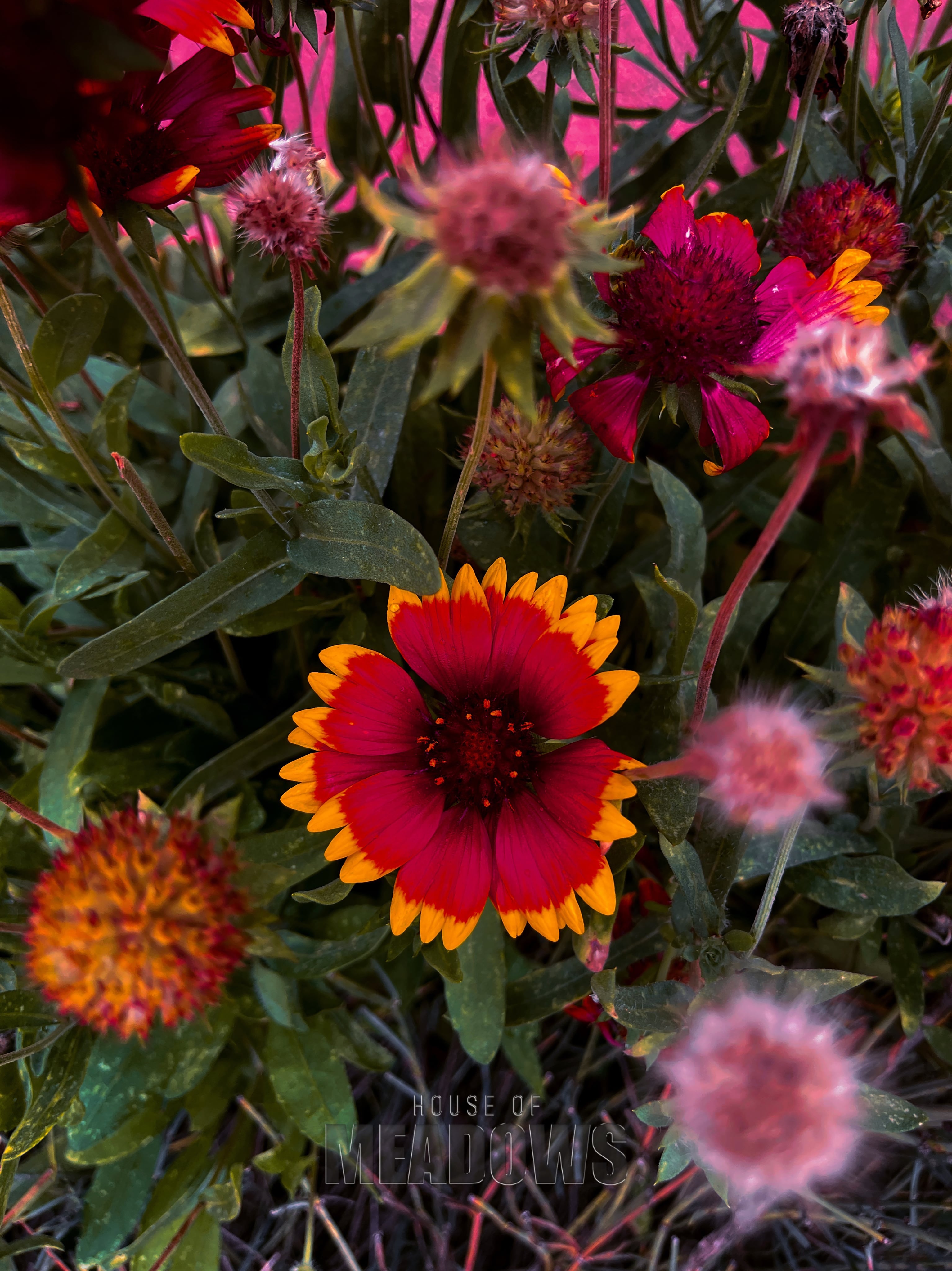 red and yellow gaillardia wildflowers in a summer garden
moody floral photography
