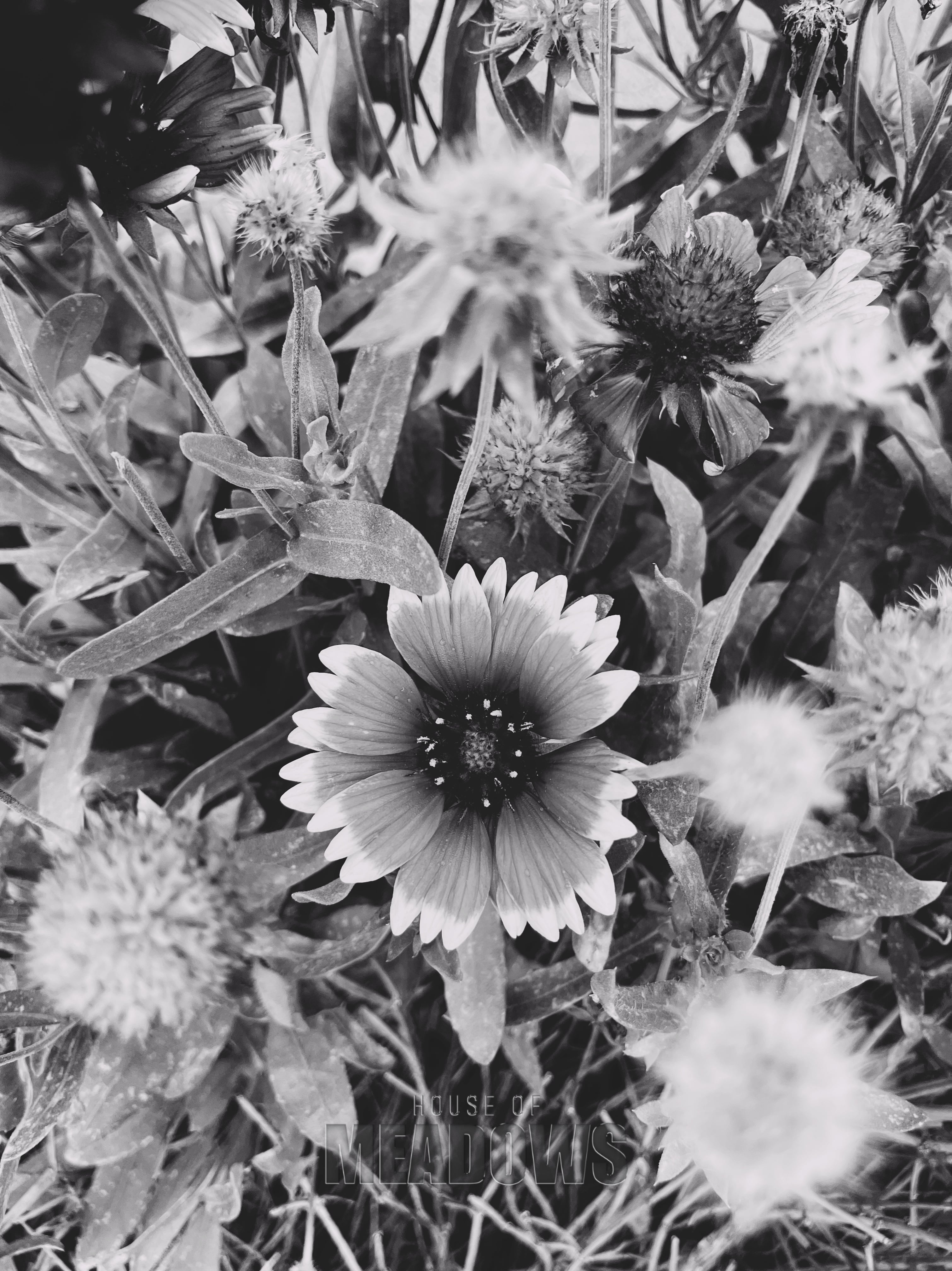 Black and white close-up of a flower with surrounding foliage