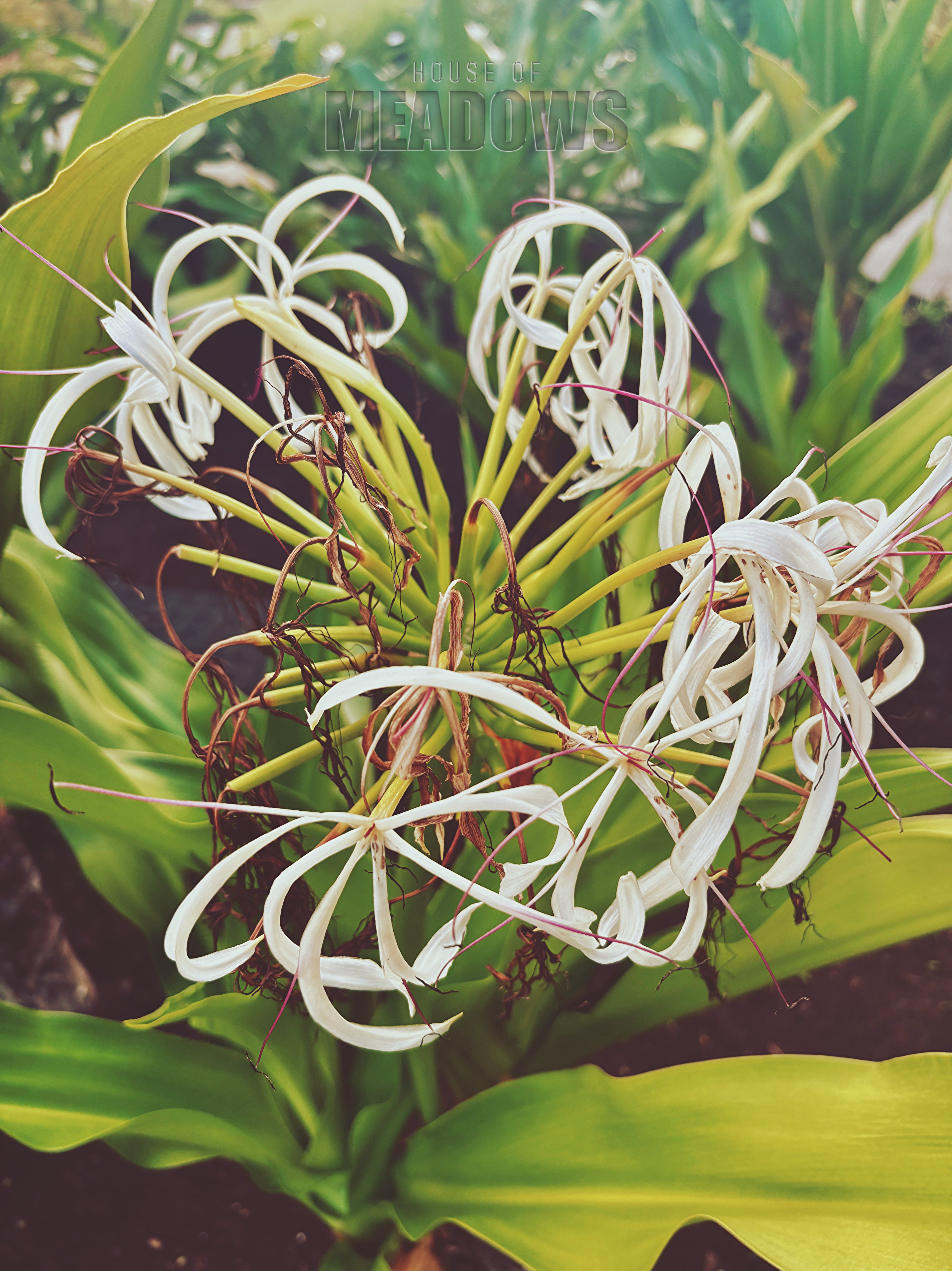 Close-up of white spider lilies with green leaves