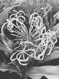 Close-up of a plant with long, thin leaves in black and white.